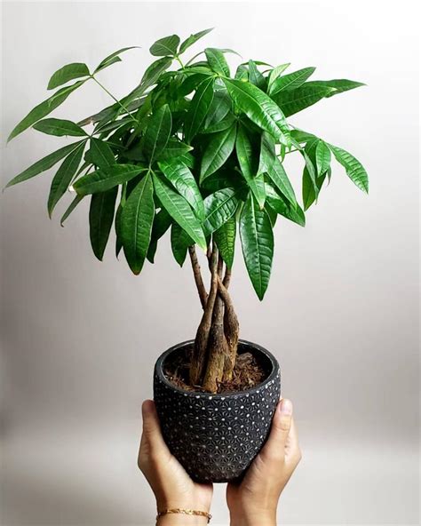 旺財招財植物風水|改運、招財、添手氣，十大招財植物選擇/室內如擺放。